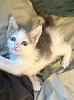 Domestic Short Hair Cats Available for Adoption in West Chester, Pennsylvania - Tasia | PetCurious