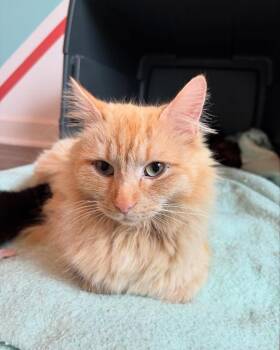 Domestic Long Hair Cats Available for Adoption in Clinton, South Carolina - Astola | PetCurious