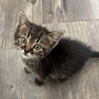 Rizzo -  Domestic Short Hair Cat for Adoption in Greenwood, Missouri - Rizzo | PetCurious