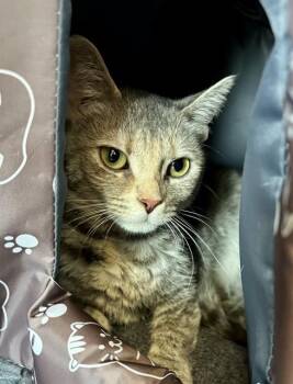 DEXTER -  Domestic Medium Hair Cat for Adoption in Kalamazoo, Michigan - DEXTER | PetCurious