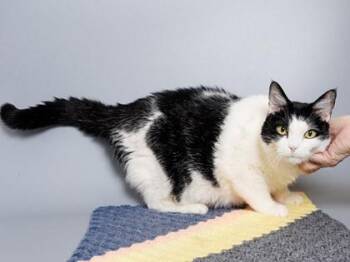 Rose -  Domestic Short Hair Cat for Adoption in Longmont, Colorado - Rose | PetCurious