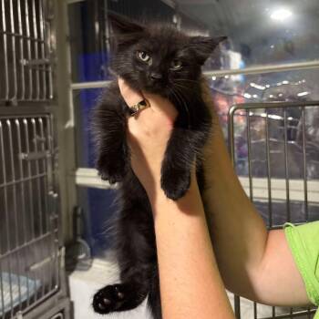 Rescue Domestic Long Hair Cats for Adoption in Tampa, Florida - Panther | PetCurious