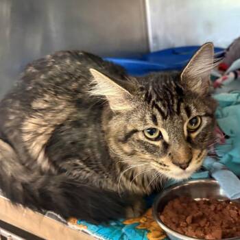 Domestic Short Hair Cats Available for Adoption in Chehalis, Washington - Crimson | PetCurious