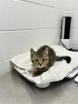 BREEZE -  Domestic Short Hair Cat for Adoption - BREEZE | PetCurious