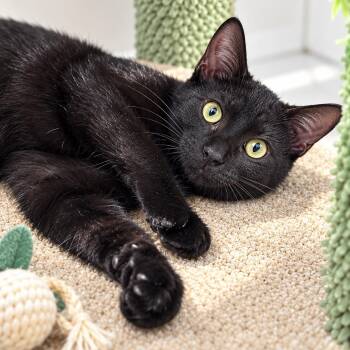 Jill Skellington -  Domestic Short Hair Cat for Adoption in Pontiac, Michigan - Jill Skellington | PetCurious