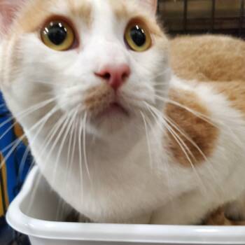 Rescue Domestic Short Hair Cats for Adoption in Union, Missouri - Garfunkel | PetCurious