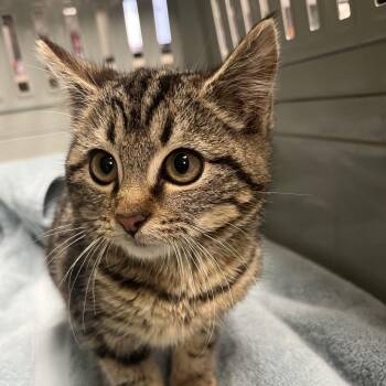 Domestic Short Hair Cats Available for Adoption - Kai | PetCurious