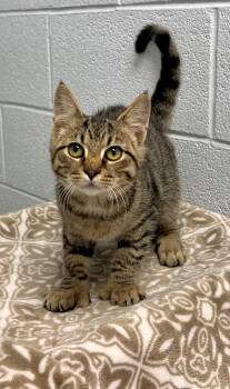 Kernel -  Extra Toes Cat Hemingway Polydactyl Cat for Adoption in Edinburg, Virginia - Kernel | PetCurious