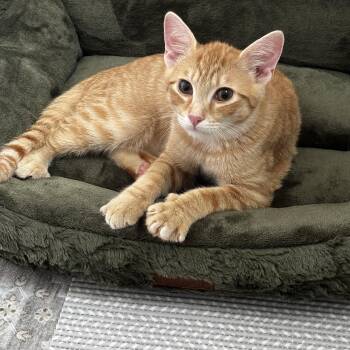 Nugget-A PURE GOLD CUDDLE BUG -  American Shorthair Cat for Adoption - Nugget-A PURE GOLD CUDDLE BUG | PetCurious