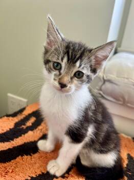 Harry -  Domestic Short Hair Cat for Adoption in San Diego, California - Harry | PetCurious