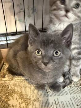 Domestic Short Hair Cats Available for Adoption in Cincinnati, Ohio - Owlet | PetCurious
