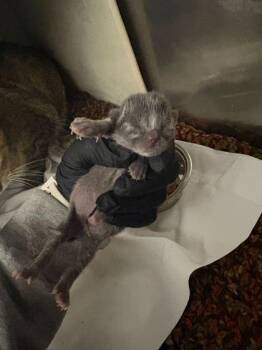 Domestic Short Hair Cats Available for Adoption in Sevierville, Tennessee - Epiphany | PetCurious