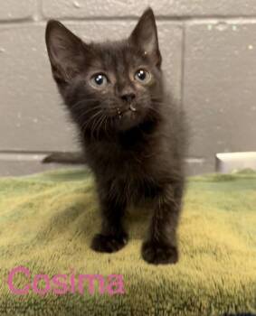 Cosima -  Domestic Short Hair Cat Available for Adoption in Fort Worth, Texas - Cosima | PetCurious