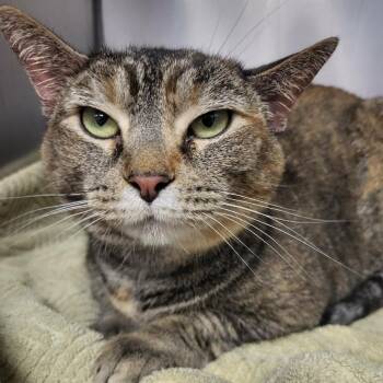 Tara -  Domestic Short Hair Cat for Adoption in Martinsville, Virginia - Tara | PetCurious