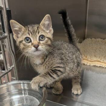 Rocko -  Domestic Short Hair Cat for Adoption in Prairie Du Chien, Wisconsin - Rocko | PetCurious