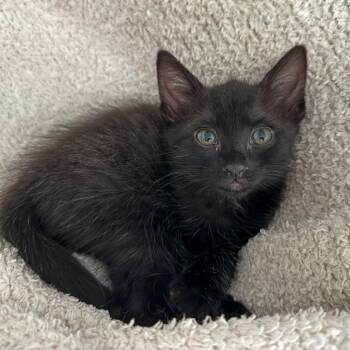 Domestic Short Hair Cats Available for Adoption in Pasadena, California - Hilda | PetCurious