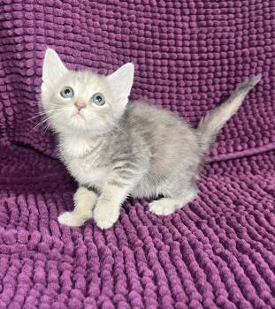 Winnie -  Dilute Tortoiseshell Cat Available for Adoption in Hammond, Louisiana - Winnie | PetCurious