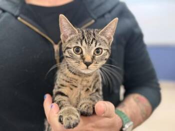 LALLY -  Domestic Short Hair Cat for Adoption in Doral, Florida - LALLY | PetCurious
