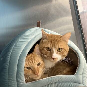 Domestic Short Hair Cats Available for Adoption - CJ & Simba | PetCurious