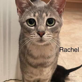 Domestic Short Hair Cats Available for Adoption in Greensboro, Georgia - Rachel | PetCurious