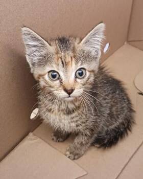 Kara -  Domestic Short Hair Cat for Adoption in West Memphis, Arkansas - Kara | PetCurious