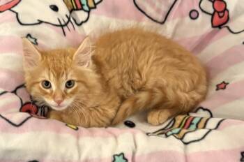 Chipotle -  Domestic Medium Hair Cat for Adoption in Seaford, New York - Chipotle | PetCurious