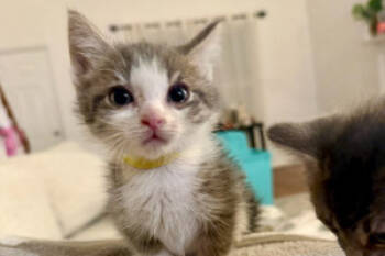 Rescue Domestic Short Hair Cats for Adoption in Moncks Corner, South Carolina - Catrick Swayze | PetCurious