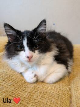 Ula -  Domestic Short Hair Cat for Adoption in Battle Creek, Michigan - Ula | PetCurious