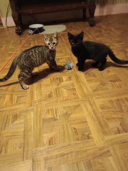 Mutt and Jeff (Bonded pair) -  Domestic Short Hair Cat for Adoption in Syracuse, New York - Mutt And Jeff (Bonded Pair) | PetCurious