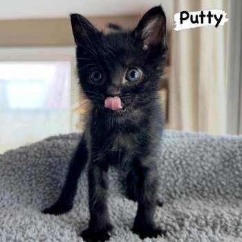 Domestic Short Hair Cats Available for Adoption in Westminster, California - Putty | PetCurious