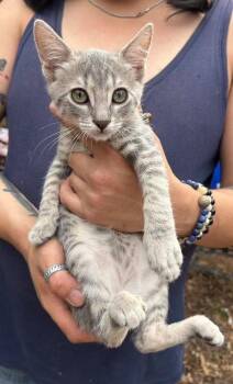Petey Napa -  Tabby Cat for Adoption in Napa, California - Petey Napa | PetCurious