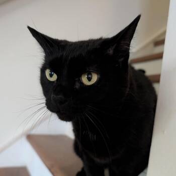 Smokey (**Bonded with Bandit) -  Domestic Short Hair Cat for Adoption in Philadelphia, Pennsylvania - Smokey (**Bonded With Bandit) | PetCurious