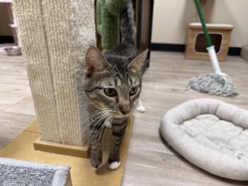 Rose Mary -  Domestic Short Hair and Tabby Cat for Adoption in Chandler, Arizona - Rose Mary | PetCurious