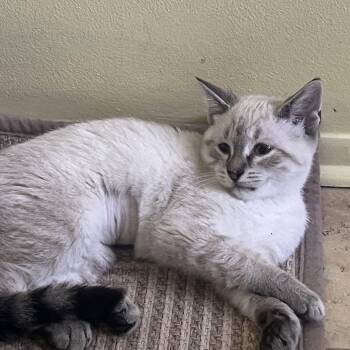 Fern -  Siamese Cat for Adoption in Wyandotte, Michigan - Fern | PetCurious