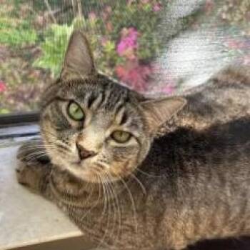 Luca -  Domestic Short Hair Cat for Adoption in Stafford, Virginia - Luca | PetCurious