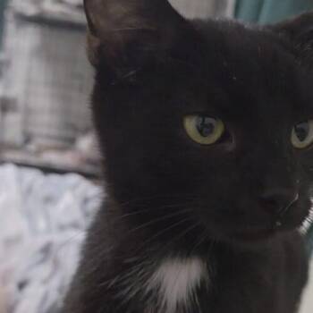 Kirkersville -  Domestic Short Hair Cat for Adoption in Canal Winchester, Ohio - Kirkersville | PetCurious