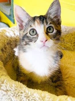 Sugar -  Torbie Cat for Adoption in Alameda, California - Sugar | PetCurious