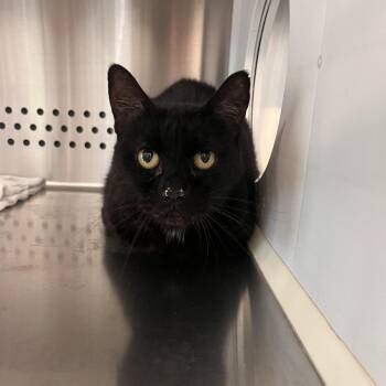 Eleven -  Domestic Short Hair Cat for Adoption in Washburn, Missouri - Eleven | PetCurious