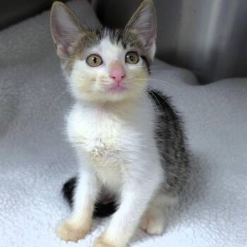 Sprite -  Domestic Short Hair Cat for Adoption in Michigan City, Indiana - Sprite | PetCurious