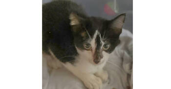 Rescue Domestic Short Hair Cats for Adoption in Virginia Beach, Virginia - Vince Gill | PetCurious