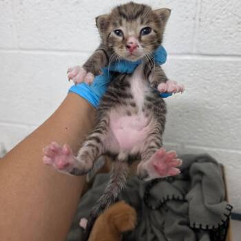 Cruz -  Domestic Short Hair Cat for Adoption in Edinburg, Texas - Cruz | PetCurious