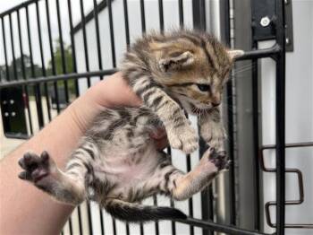 Domestic Short Hair Cats Available for Adoption in Houston, Texas - A655567 | PetCurious