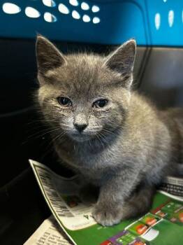 Domestic Short Hair Cats Available for Adoption in Spruce Pine, North Carolina - Hi-drangea | PetCurious