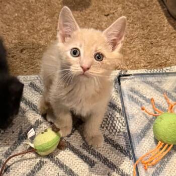 Mango -  Domestic Short Hair Cat for Adoption in Silver Spring, Maryland - Mango | PetCurious