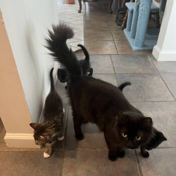 Violet -  Domestic Long Hair Cat Available for Adoption in MS STATE UNIV, Mississippi - Violet | PetCurious