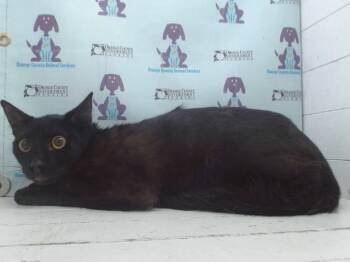 Rescue Domestic Short Hair Cats for Adoption in Orlando, Florida - A582679 | PetCurious