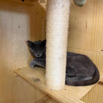 Emma -  Domestic Short Hair Cat for Adoption in Pauls Valley, Oklahoma - Emma | PetCurious