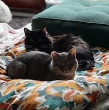 Rescue Domestic Short Hair Cats for Adoption in Springfield, Oregon - Lady Grey | PetCurious