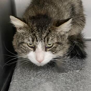 Domestic Short Hair Cats Available for Adoption in Austin, Texas - Eggroll | PetCurious