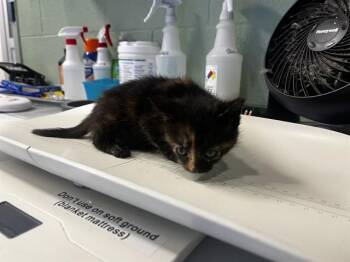 Domestic Short Hair Cats Available for Adoption in Grand Prairie, Texas - BABY TORTILLA | PetCurious